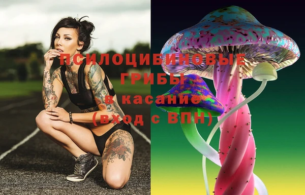 прущие грибы Снежногорск